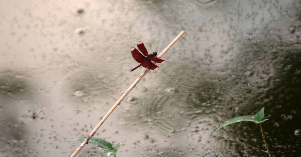 রবিচক্রের বর্ষামঙ্গলNew