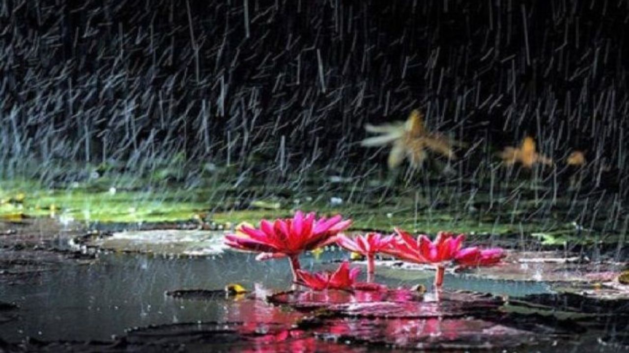 ফুল্ল কুসুমিত